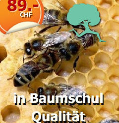 Bienennährgehölze 10 Sträucher  (240 x 400 Pixel)
