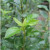 ligustrum-rotundifolia_160