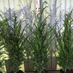 Taxus baccata Co 4  80cm