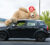 Riesengrosser Teddybär XXL Schweiz Abholbereit