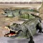Alligator Spielzeug