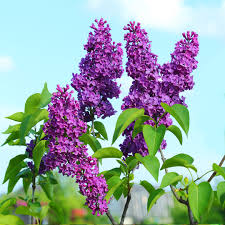 images-1