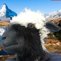 Walliser Schwarznasenschaf Maske