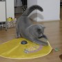 Lustiges Katzenspielzeug Katzen Spielzeug Undercover Maus aus dem TV NEUHEIT